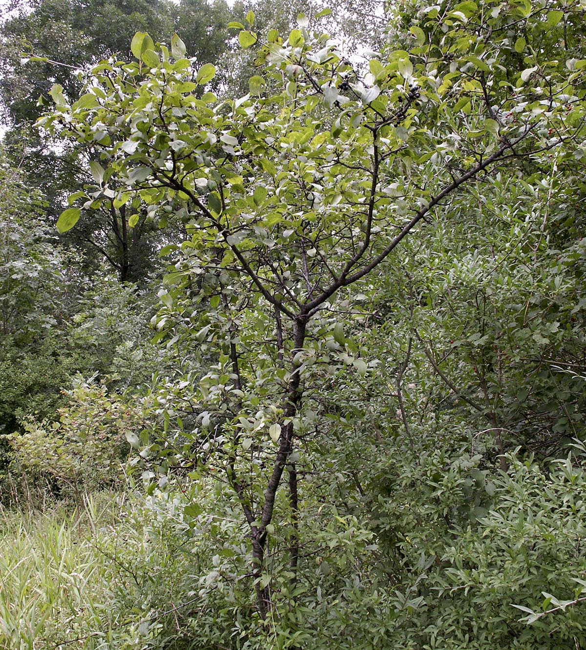 kleiner Baum